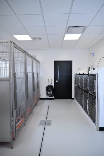 canine-kennel-whole-room